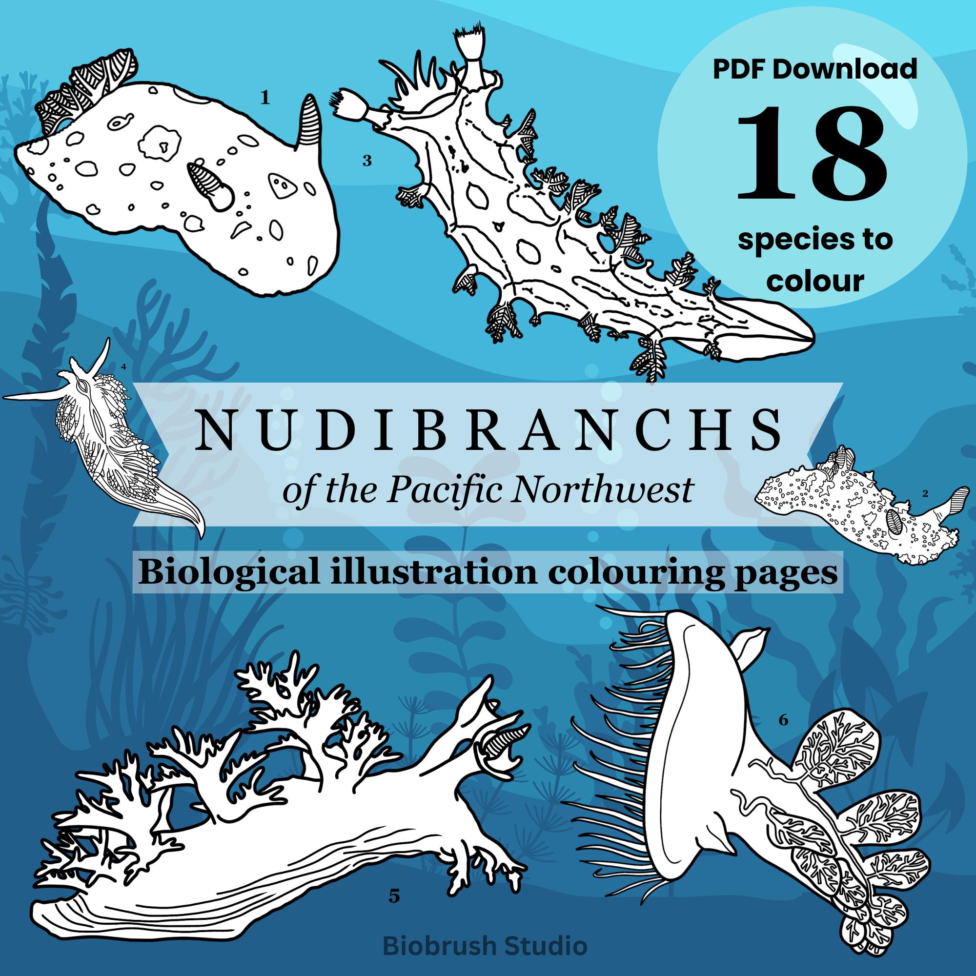 Nudibranchs of the Pacific Northwest Colouring Pages | Sea Slugs (PDF ...