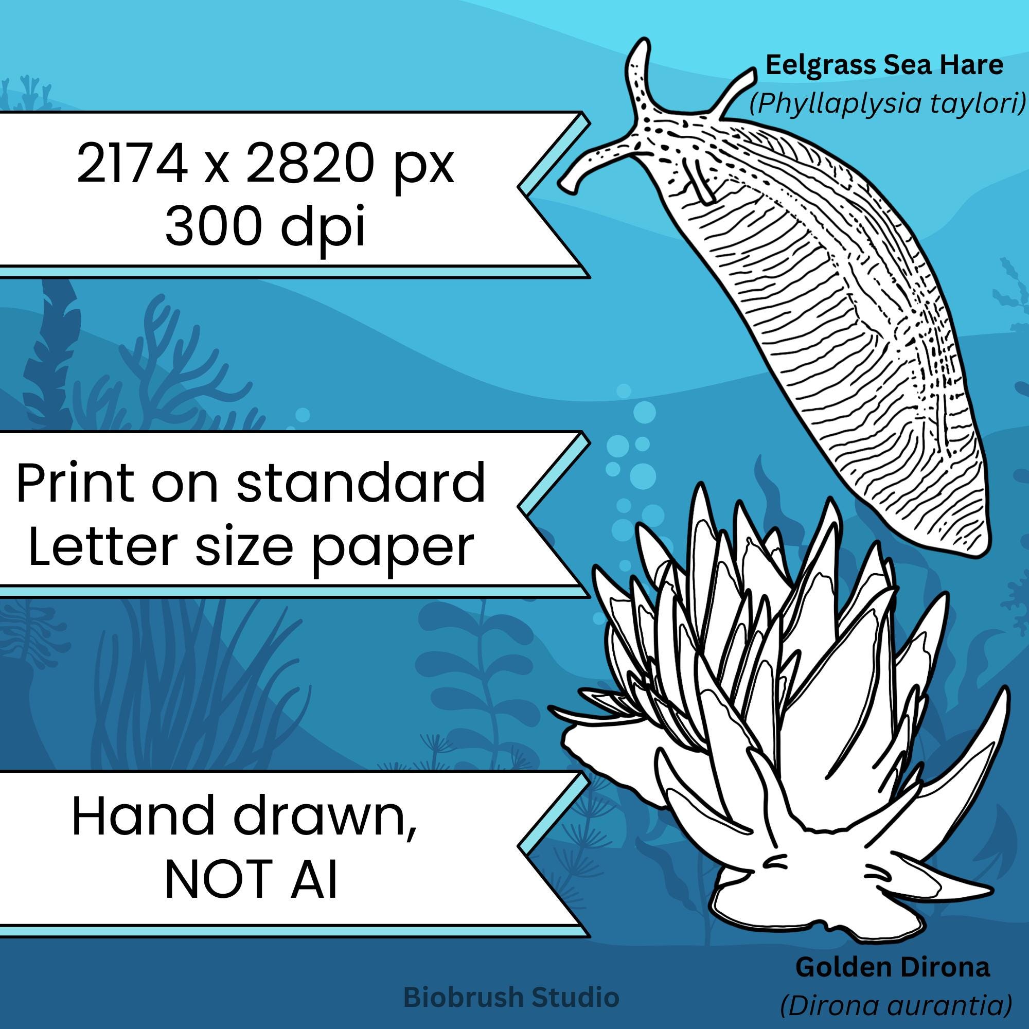 Nudibranchs of the Pacific Northwest Colouring Pages | Sea Slugs (PDF ...