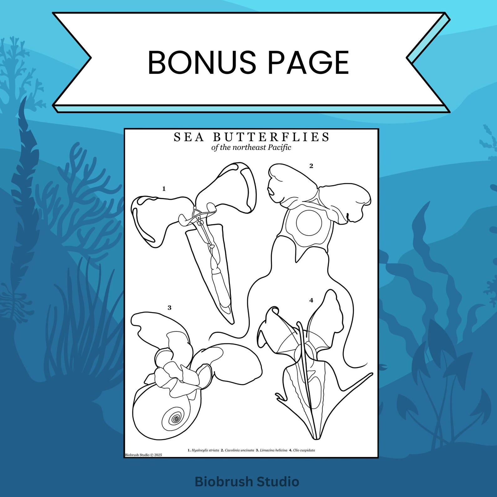 Nudibranchs of the Pacific Northwest Colouring Pages | Sea Slugs (PDF ...