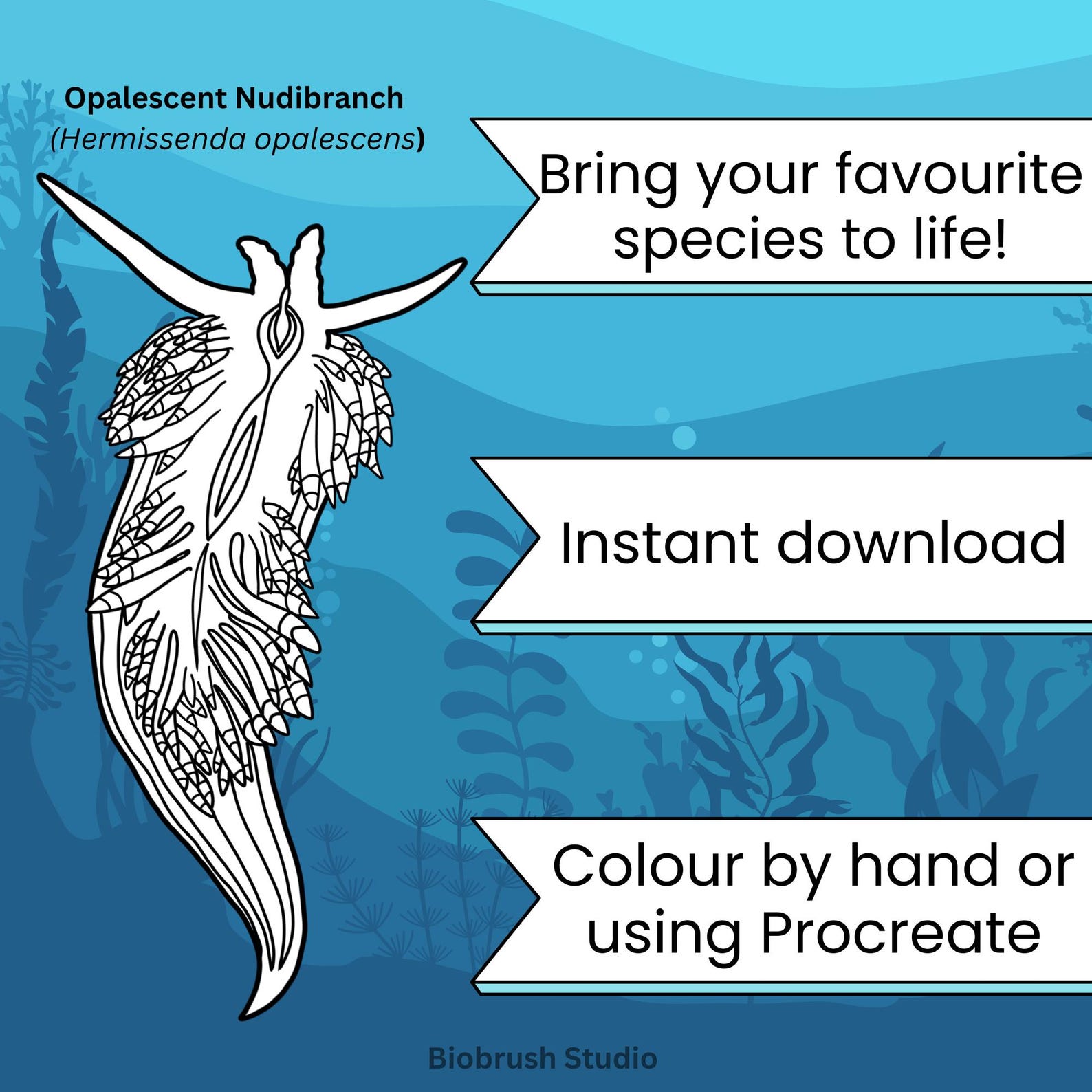 Nudibranchs of the Pacific Northwest Colouring Pages | Sea Slugs (PDF ...
