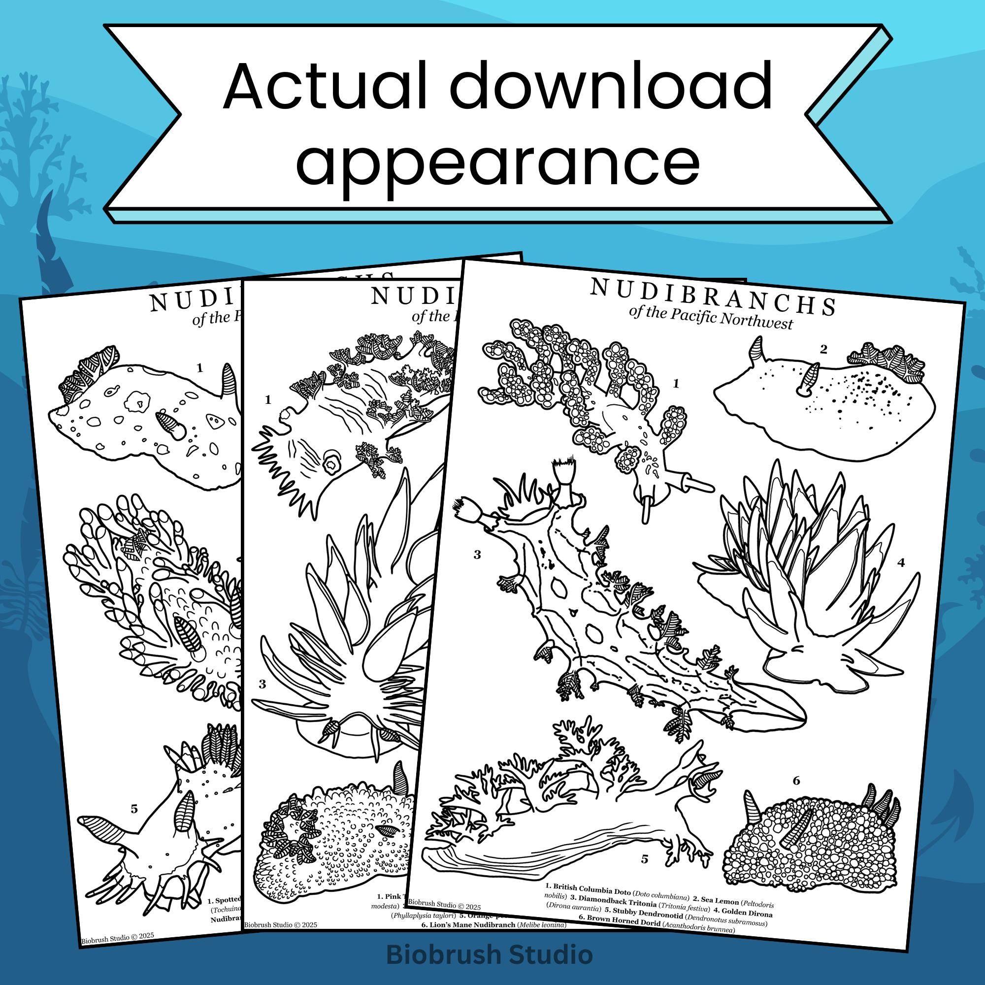 Nudibranchs of the Pacific Northwest Colouring Pages | Sea Slugs (PDF ...
