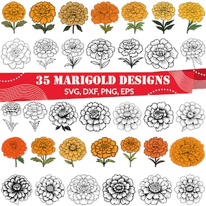 Marigold SVG Bundle, Marigold Flower svg, Marigold dxf, Marigold png, Marigold eps, Marigold vector, Marigold cut files, Marigold outline