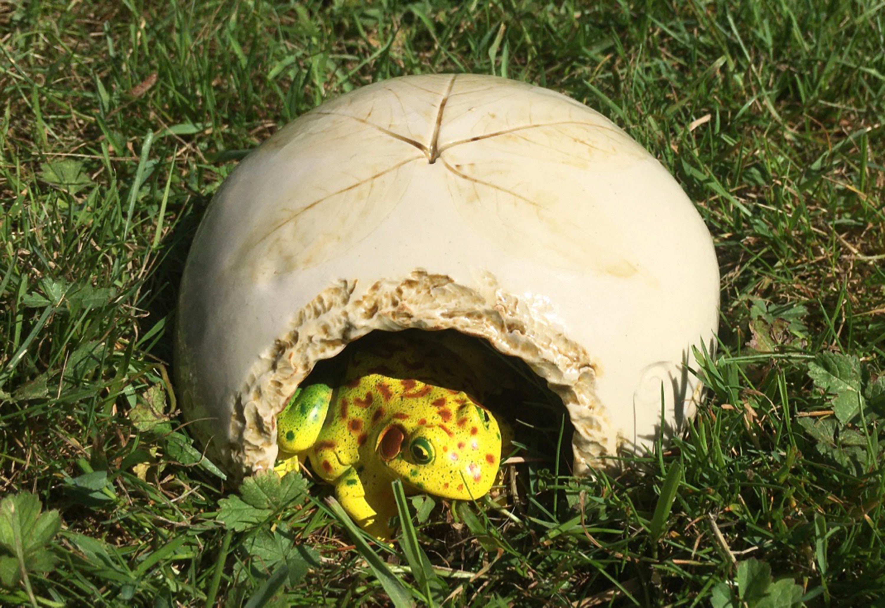 Toad Home, Toad House, Frog Shelter, Frog House Etsy UK