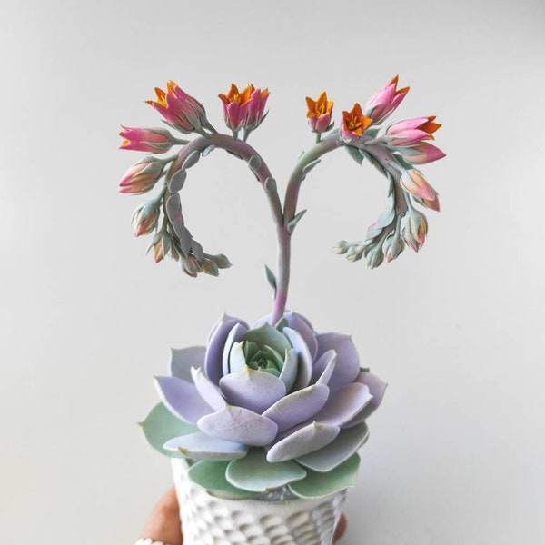 Real Touch Blooming Succulent – Luxury Artificial Realistic Succulent – Echeveria Lola 2 Blooms – Succulent Clay Sculpture – Terrarium Plant