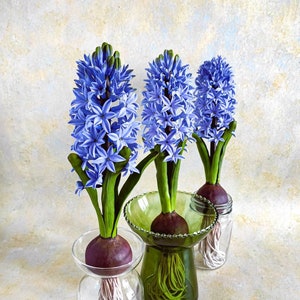 Vegan Hyacinth Blooms scented salve  natural solid perfume and healin –  glamgardenernyc