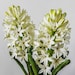 see more listings in the Real touch flowers section