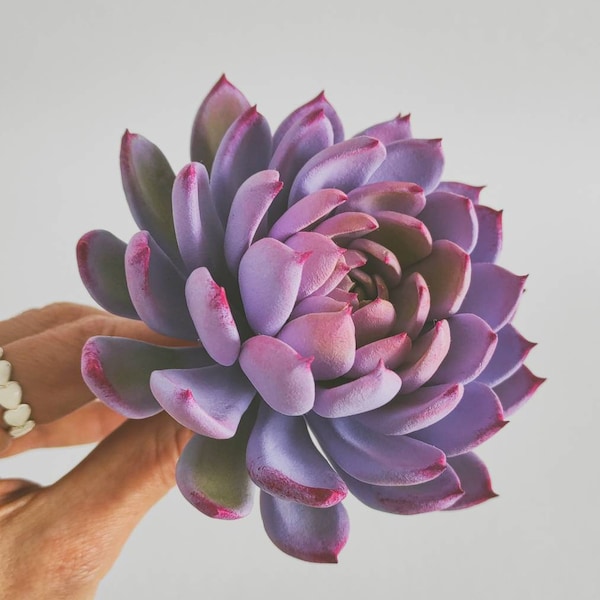 Echeveria Violet Queen Succulent – Real Touch Artificial Succulent – Realistic Succulent – Succulent Clay Sculpture – Terrarium Plant