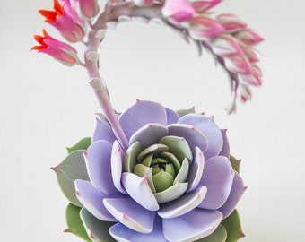 Real Touch Succulente in fiore – Succulente artificiale realistica di lusso – Echeveria Lola 1 Bloom – Scultura in argilla succulenta – Pianta da terrario