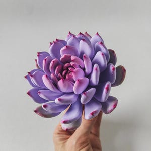 Echeveria Violet Queen - Handgemachter violetter Sukkulent - Realistischer Luxus Sukkulent - Sukkulenten Tonskulptur - Terrarium Pflanze