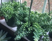 Burro 39 s Tail - Sedum Burrito - Pet Safe Houseplant - Trailing Succulent - Rooted, Cuttings or Leaves for Propagation