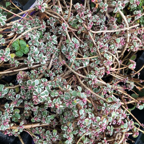 Dragons Blood Tricolor Stonecrop Sedum Non Toxic Plant Etsy Dragons Blood Tricolor Stonecrop Sedum Non Toxic Plant Etsy