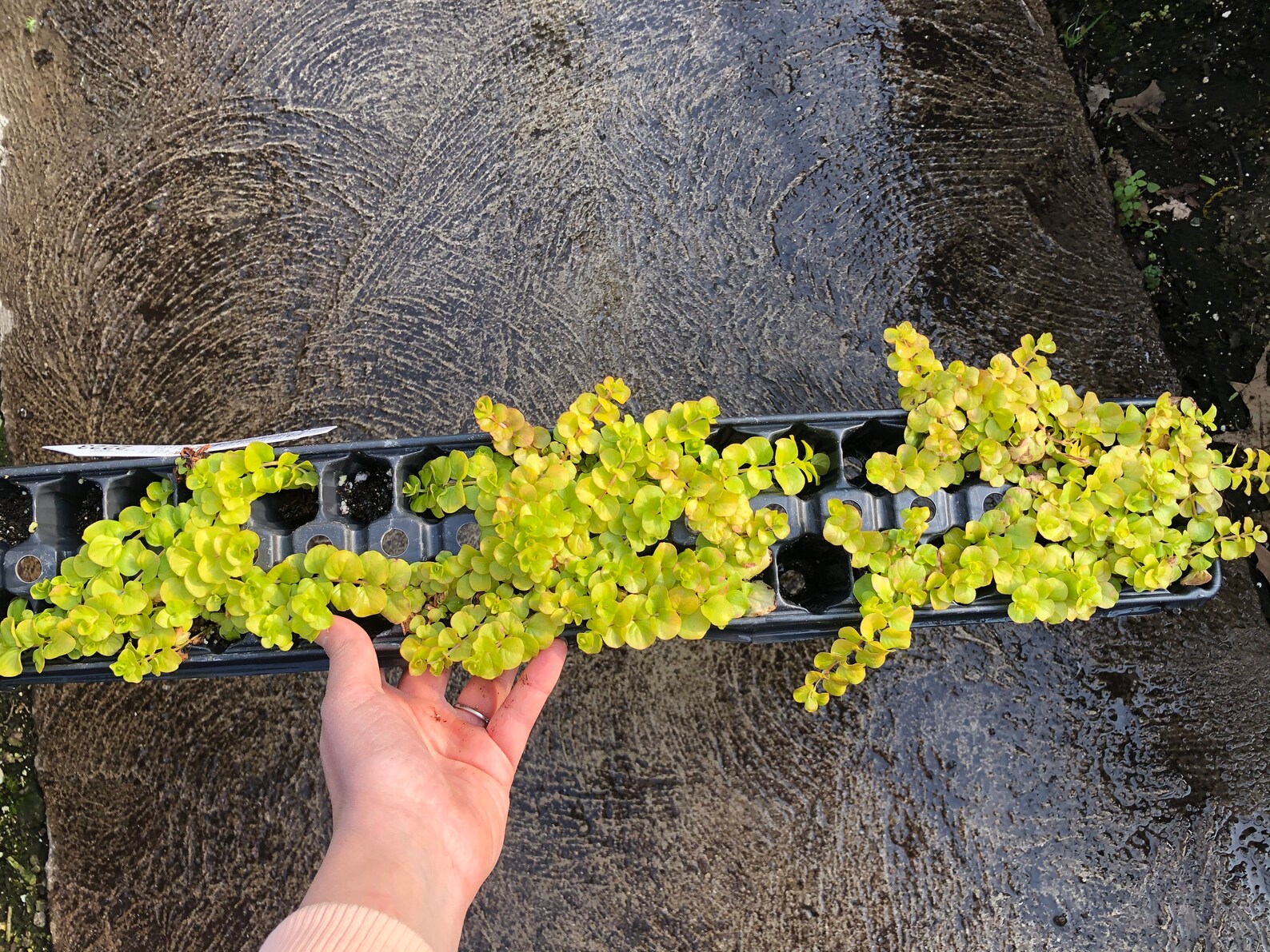 Creeping Jenny Goldilocks Plant Trailing Houseplant Non Etsy