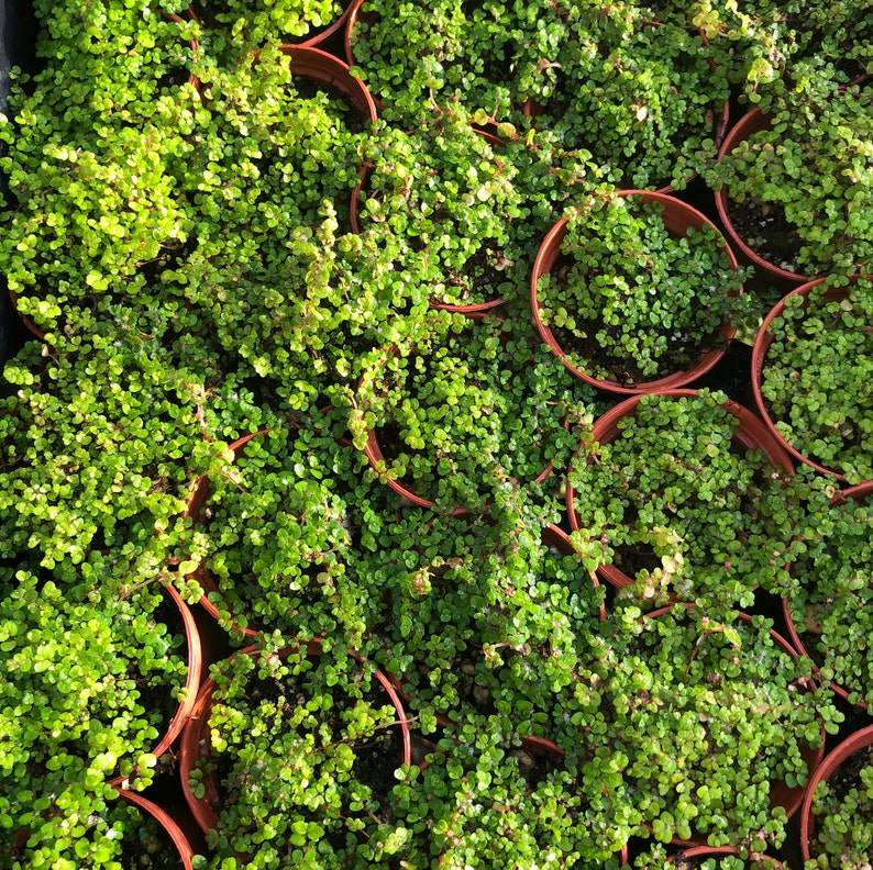 Baby Tears Plant Soleirolia Soleiolii Ground Cover Fairy