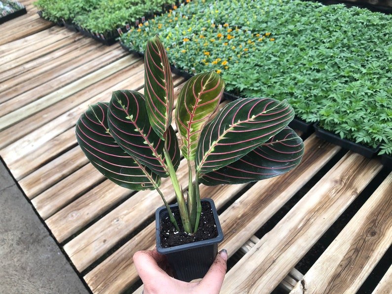 Red Prayer Plant Maranta Pet Safe/Non Toxic Houseplant Etsy
