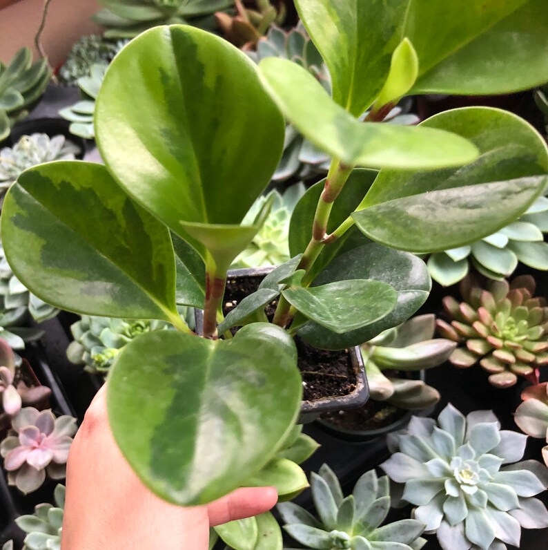 Peperomia Obtusifolia Lemon Lime Baby Rubber Tree Pet Safe