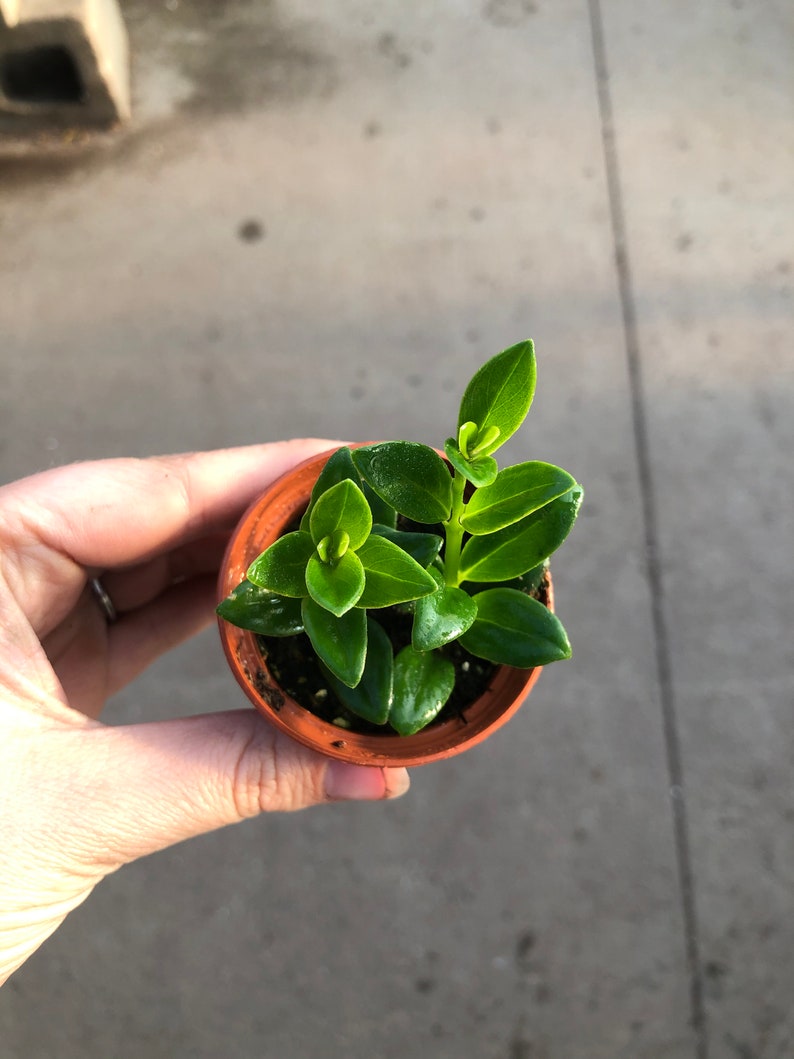Goldfish Plant Hypocyrta Glabra Pet Safe Houseplant Non Etsy