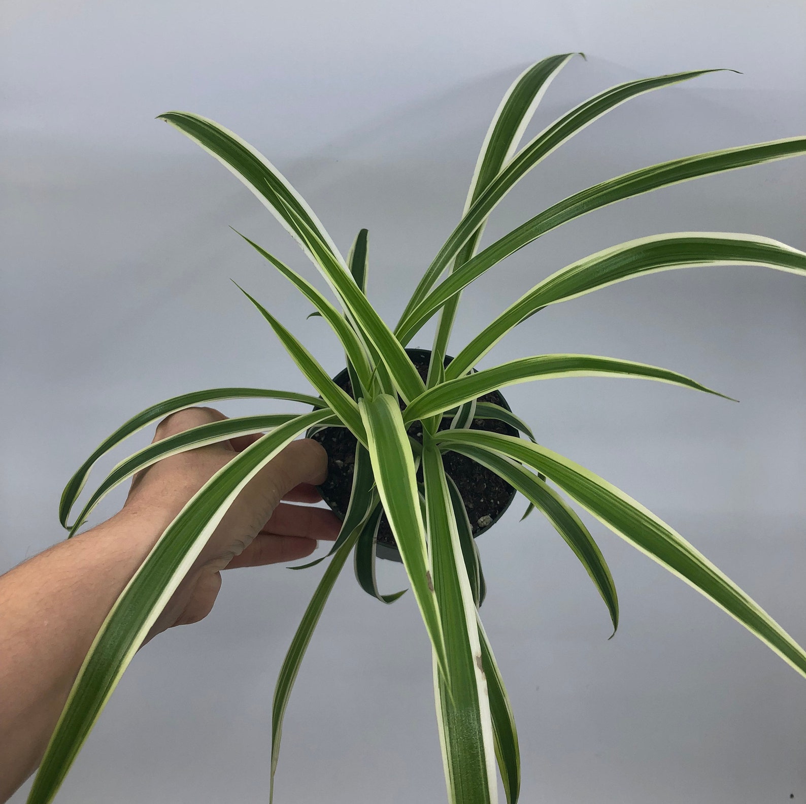 Spider Plant / Chlorophytum Comosum Pet Safe House Plant