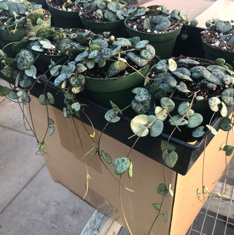 String of Hearts Ceropegia Woodii/Rosary Vine Non Toxic Etsy