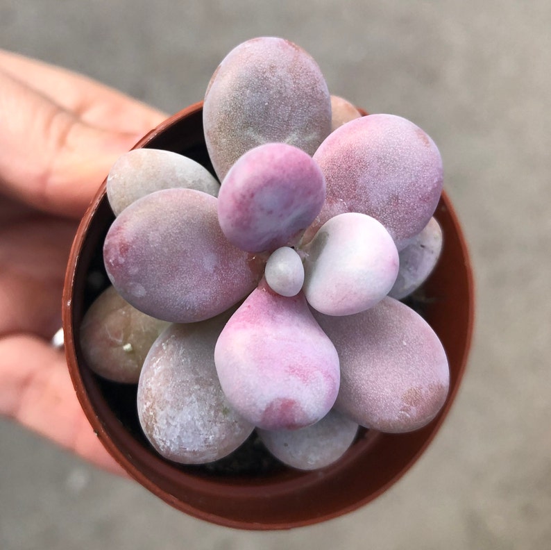 Pink Moonstone Succulent Pachyphytum Oviferum Etsy