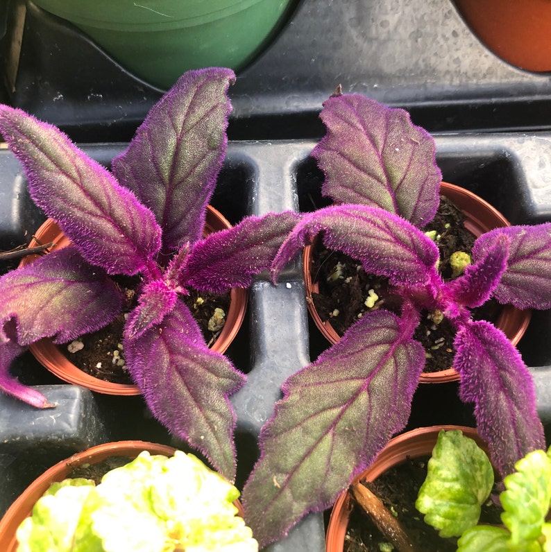 Purple Passion Plant Gynura Aurantiaca Non Toxic Etsy