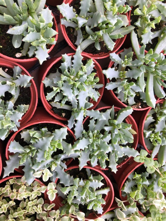 Pink Ice Plant Oscularia Deltoids Pet Safe Succulent Etsy Pink Ice Plant Oscularia Deltoids Pet Safe Succulent Etsy