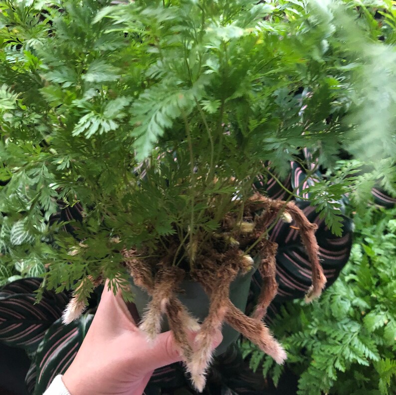 Rabbit's Foot Fern Pet Safe Houseplant Air Purifying Etsy