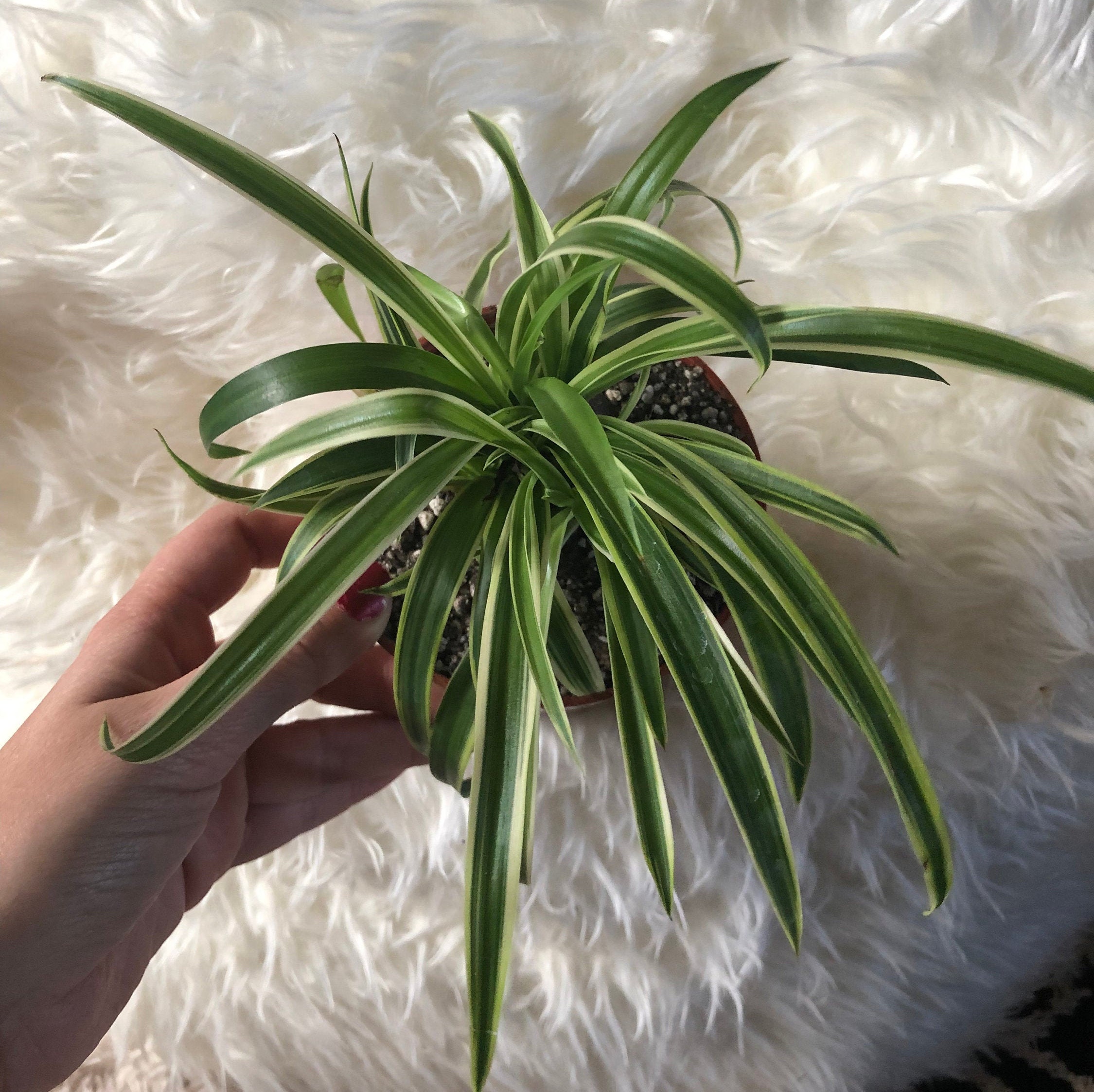 Spider Plant / Chlorophytum Comosum Pet Safe House Plant