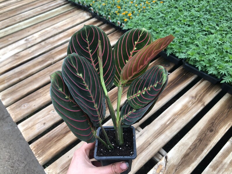 Red Prayer Plant Maranta Pet Safe/Non Toxic Houseplant Etsy