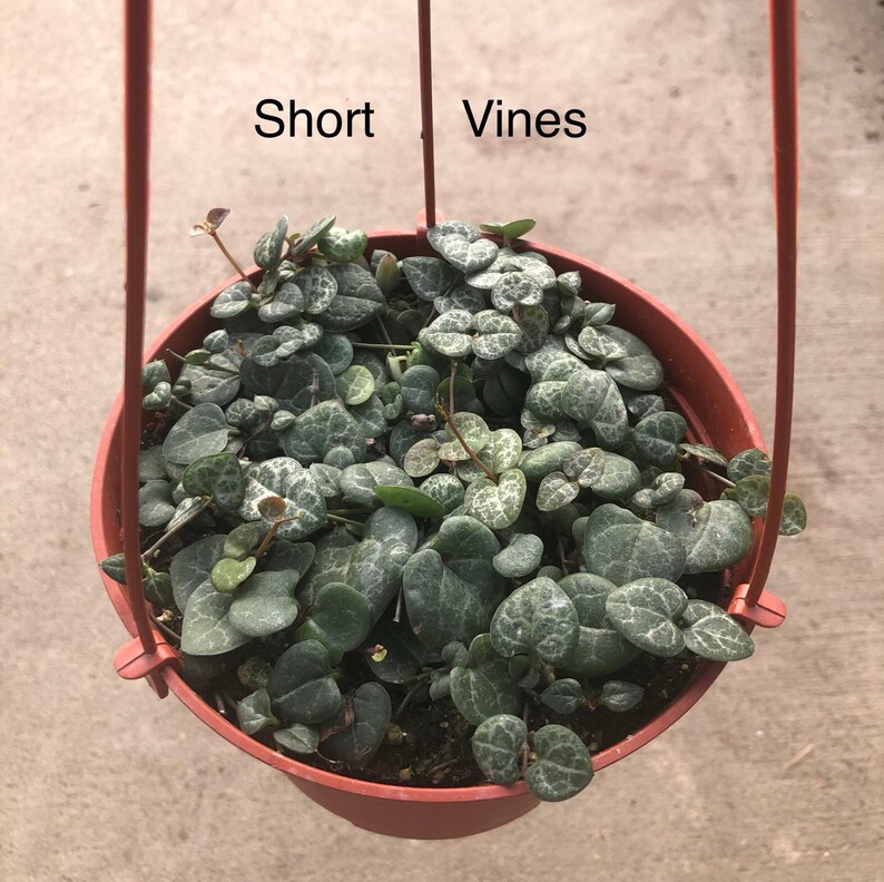 String of Hearts Ceropegia Woodii/Rosary Vine Non Toxic Etsy