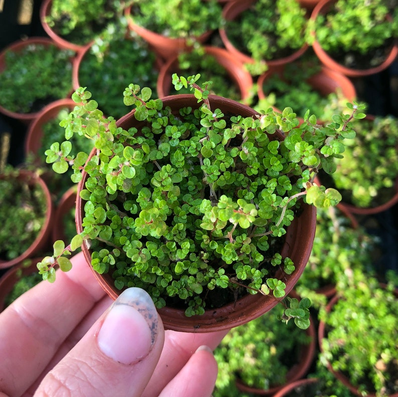 Baby Tears Plant Soleirolia Soleiolii Ground Cover Fairy