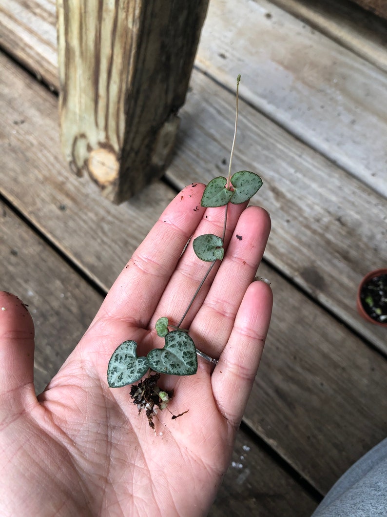 String of Hearts Ceropegia Woodii/Rosary Vine Non Toxic Etsy