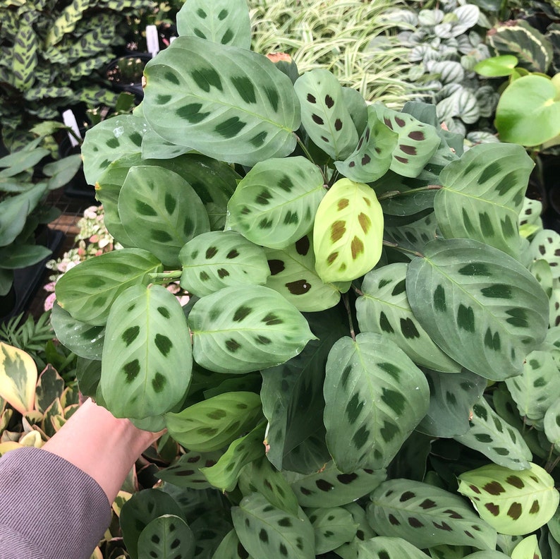 Maranta Leuconeura Green Prayer Plant Pet Safe Houseplant
