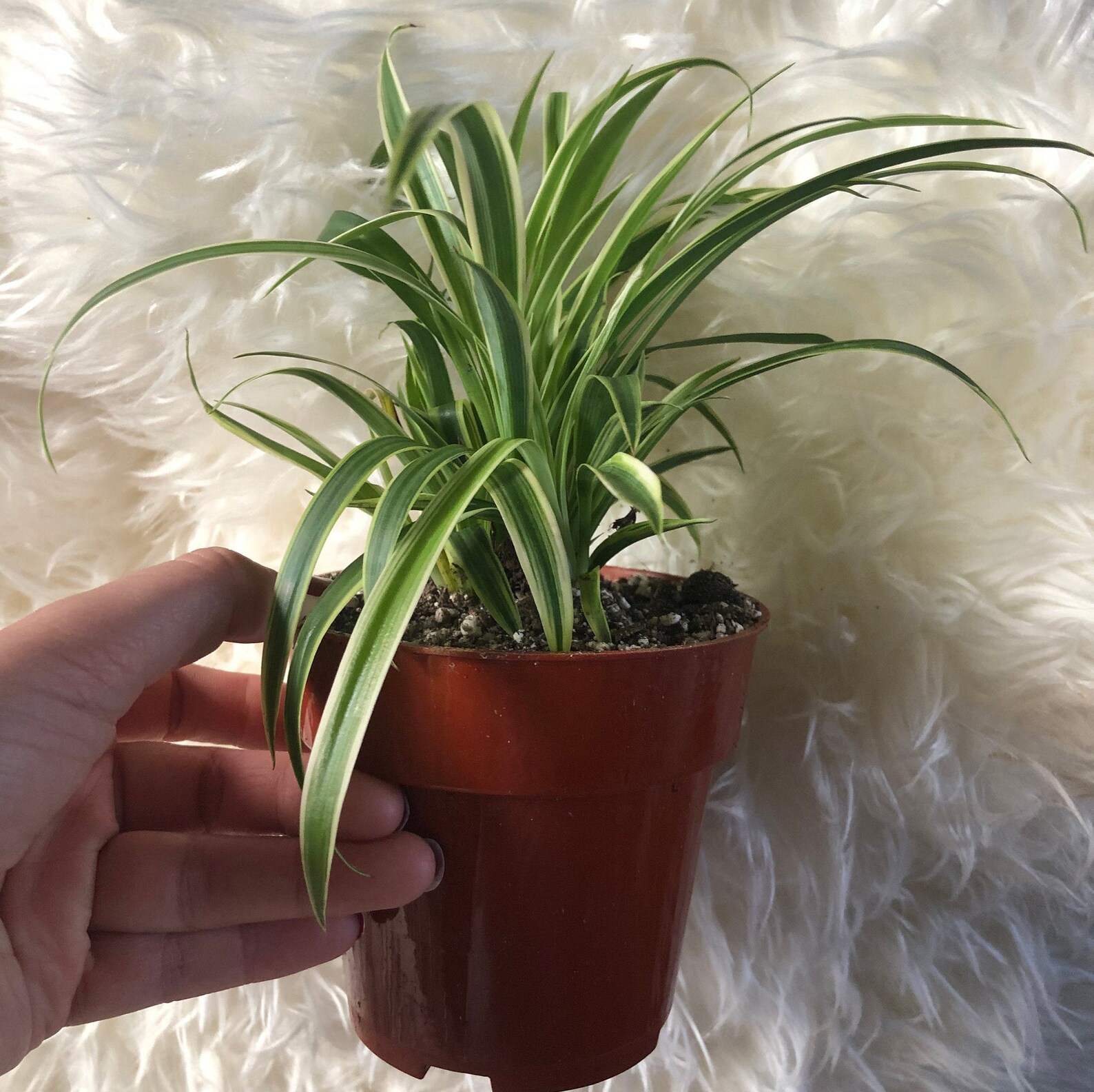 Spider Plant / Chlorophytum Comosum Pet Safe House Plant