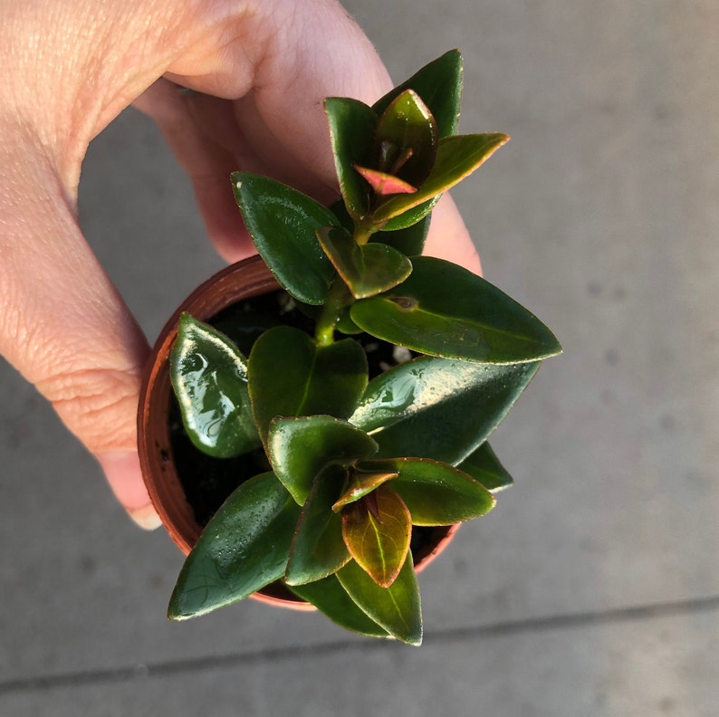 Goldfish Plant Hypocyrta Glabra Pet Safe Houseplant Non Etsy