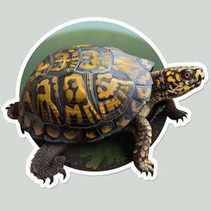 Box turtle sticker