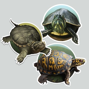 Set of 3 turtle stickers