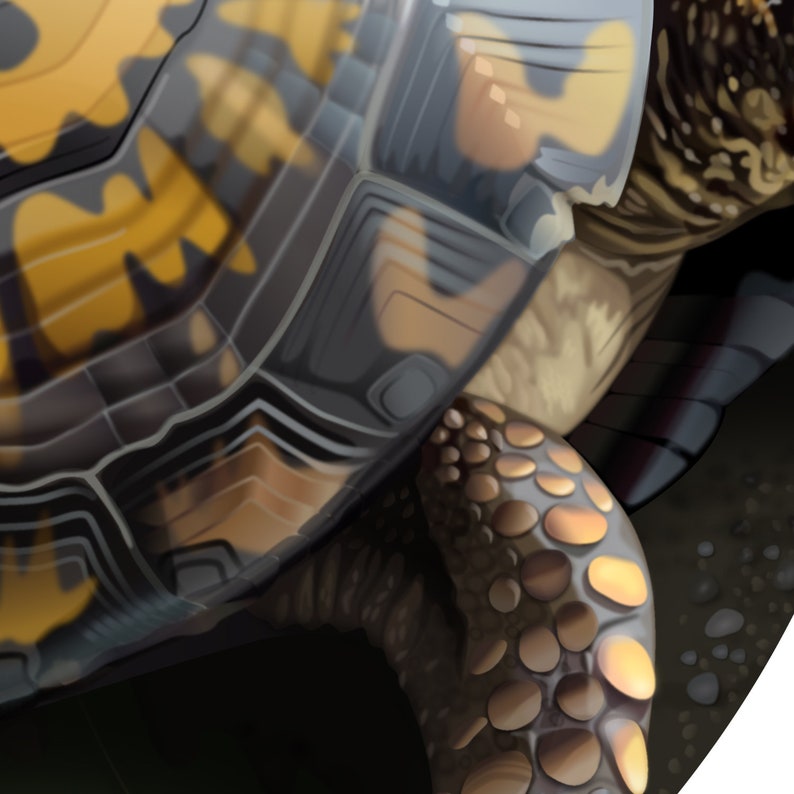 Turtlebox Custom Decal Box Turtle Sticker - Etsy
