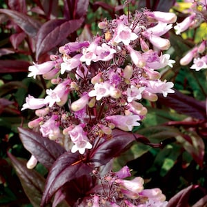 Penstemon &#39;Dark Towers&#39;
