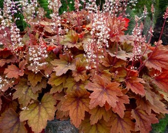 Heuchera 'Sweet Tea'