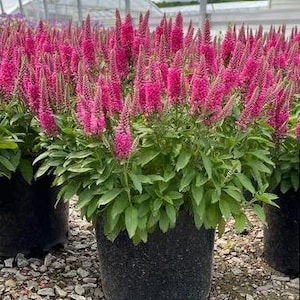 Veronica spicata &#39;Pink Candles&#39;