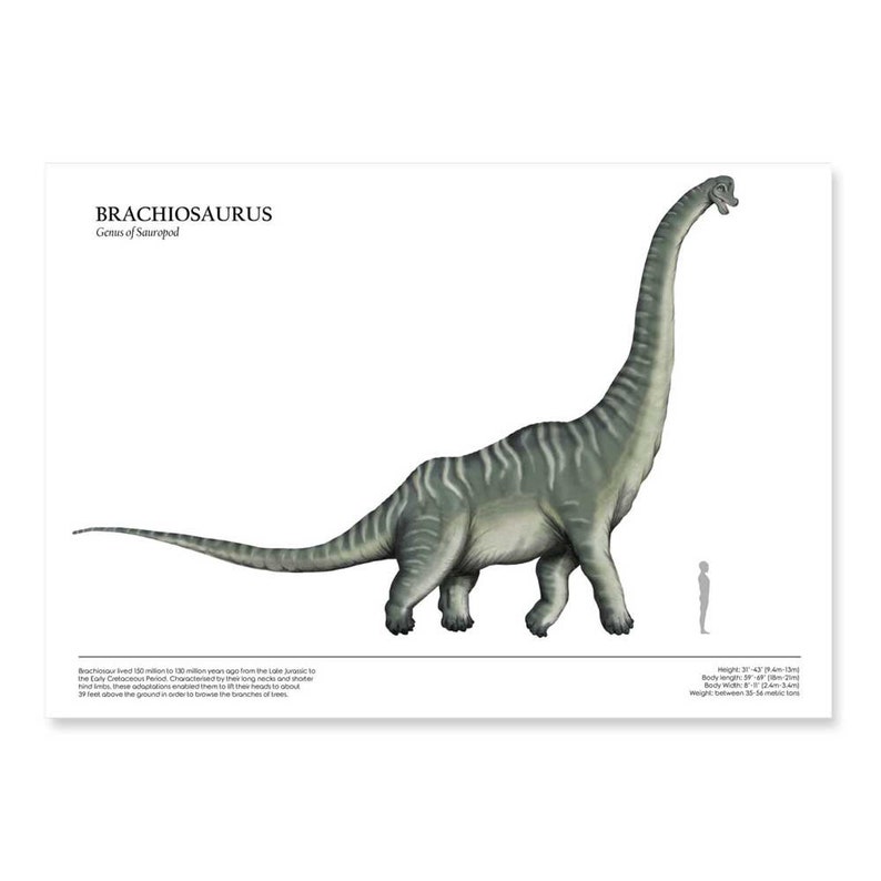 Dino Box Human & Dinosaur Size Comparison Posters - Etsy