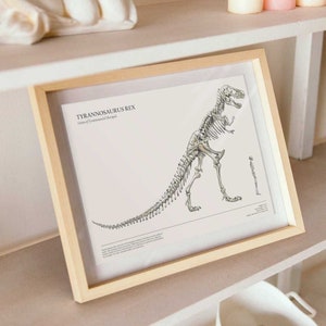 Dino Box Human & Dinosaur Skeleton Size Comparison Posters