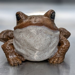 Happy Toad Sunbathing