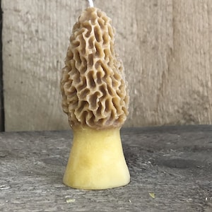 Beeswax Morel Mushroom