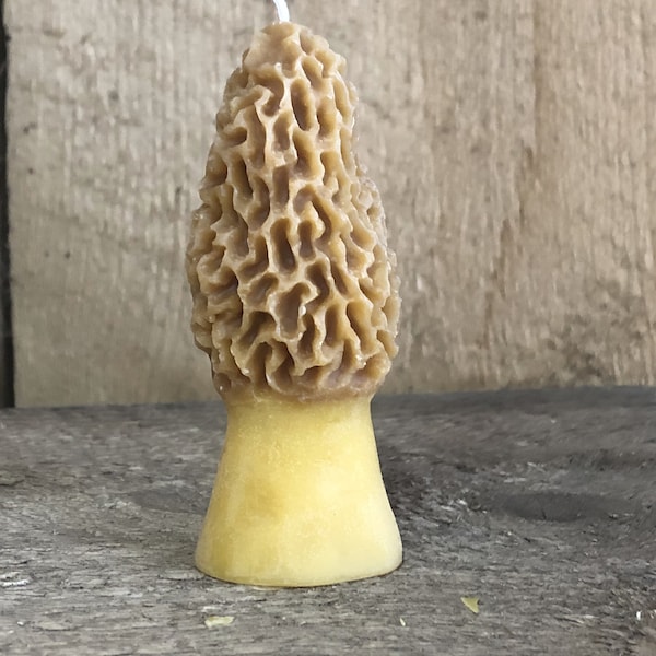 Morel Mushroom Kit Etsy