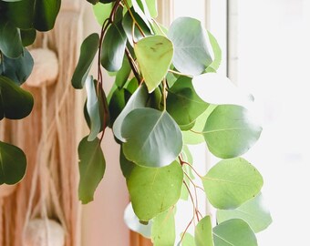 Eucalyptus Shower Bouquet