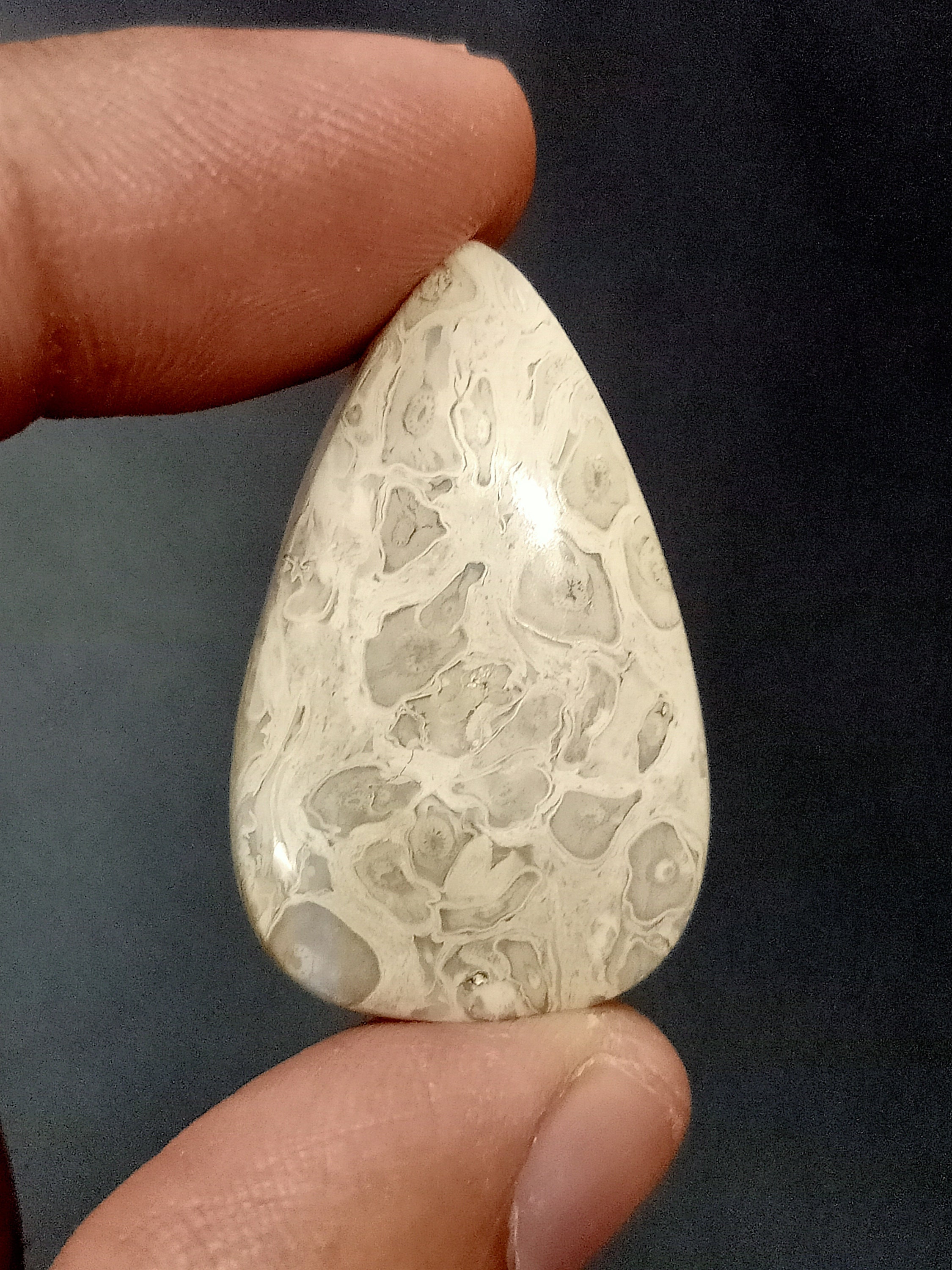 Natural Petrified Palm Root Fossil Smooth Cabochon Loose Etsy