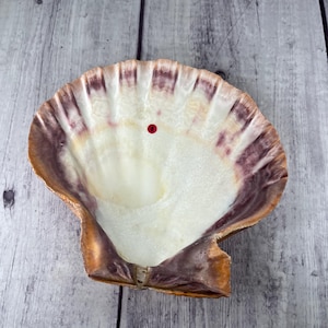 May include: A large, white seashell with a brown and purple outer layer. The shell has a smooth, white interior and a slightly rough exterior.