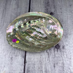 May include: A large, iridescent abalone shell with a green, blue, and purple hue. The shell has several holes drilled into it and a small yellow sticker with the number "51" on it.