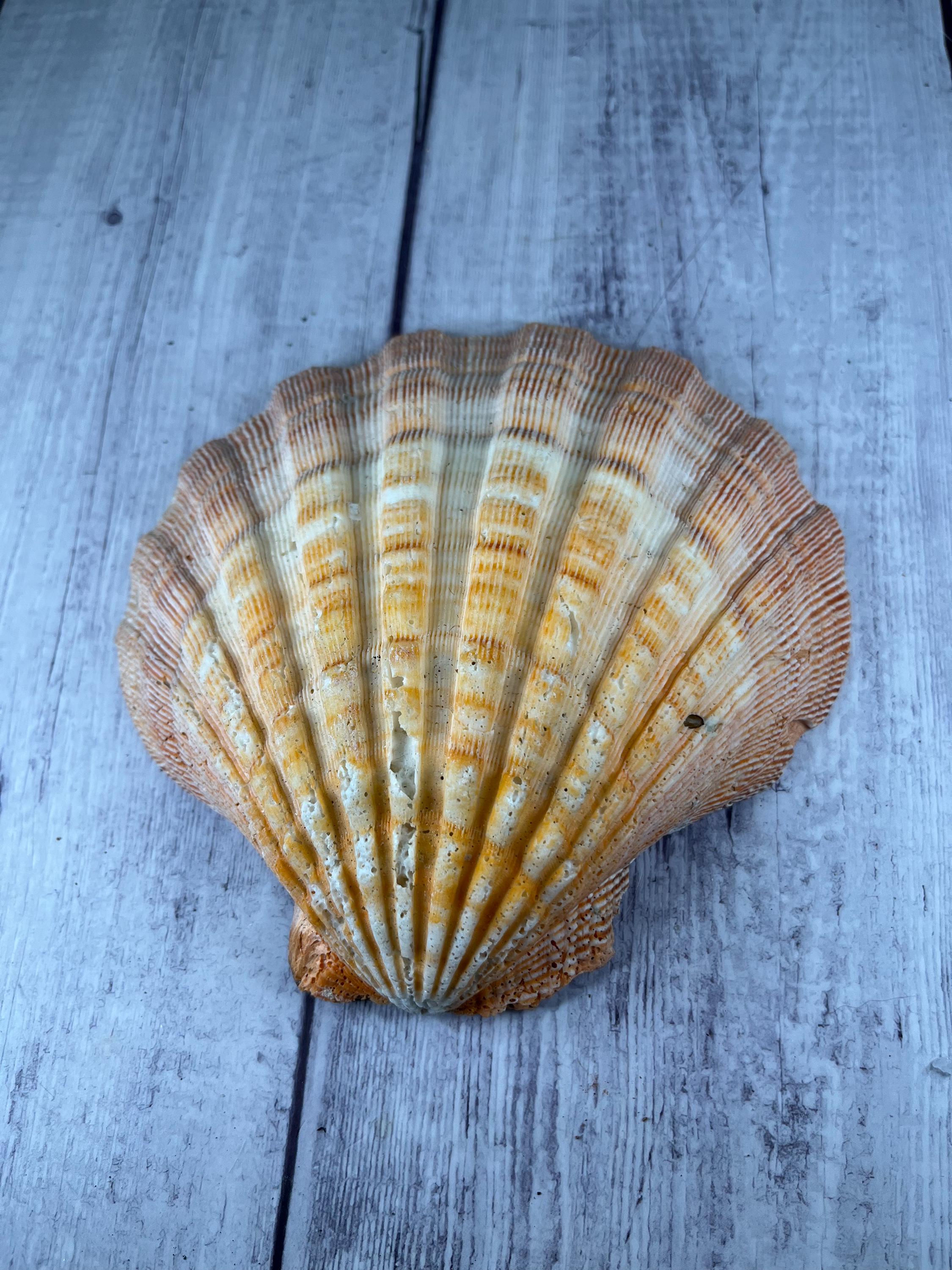 Lion Paw Shells, Smudge Shell, Natural Orange Shell - Etsy
